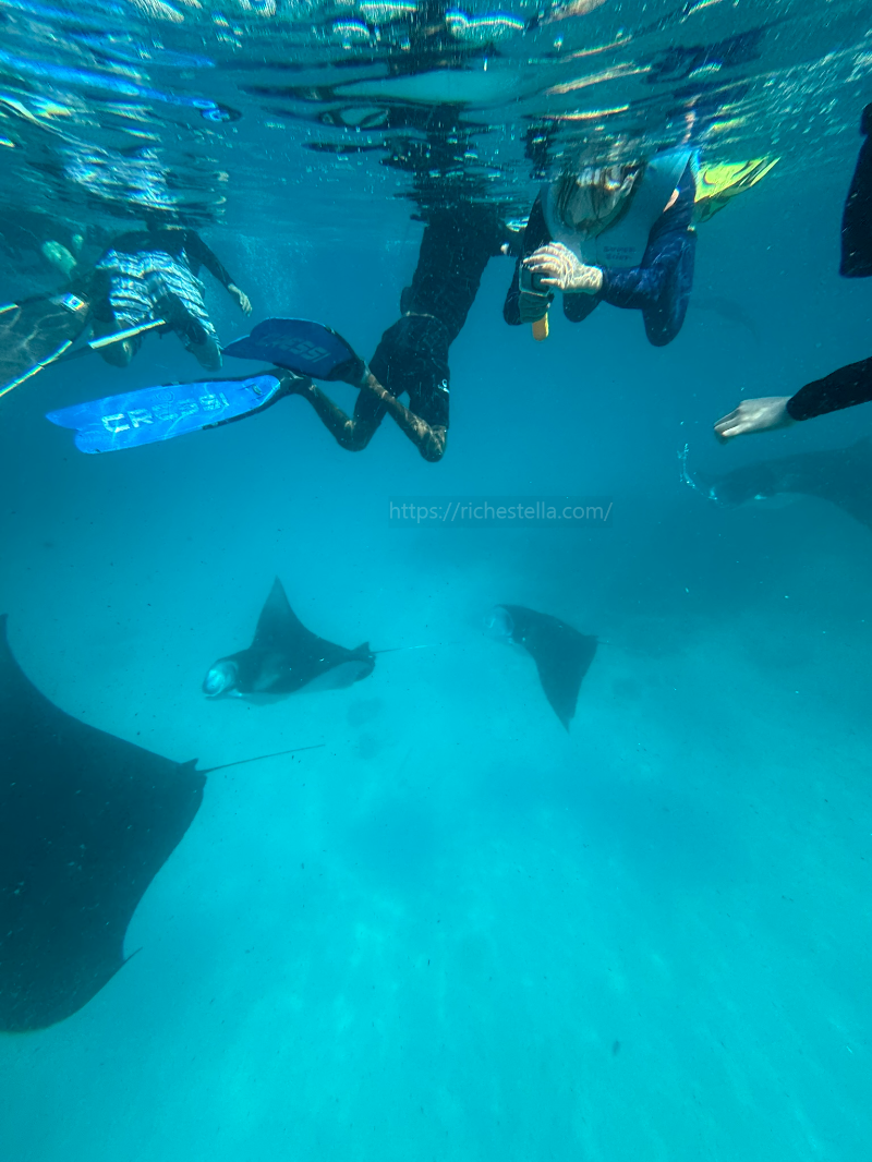 만타가오리 스노쿨링