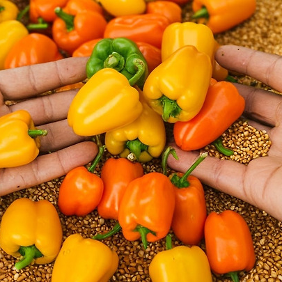 계절의 변화를 세분화한 24 절기 중 &amp;#39;처서&amp;#39; 이해하기