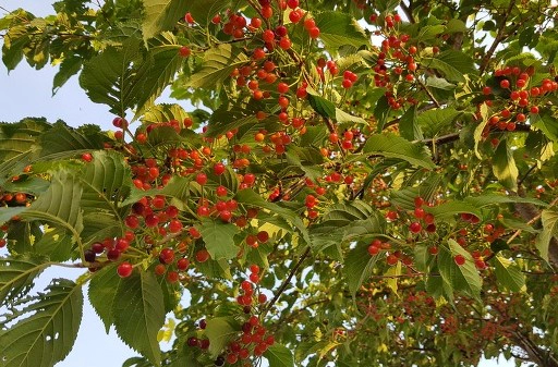 벚나무 열매 버찌 효능 5가지