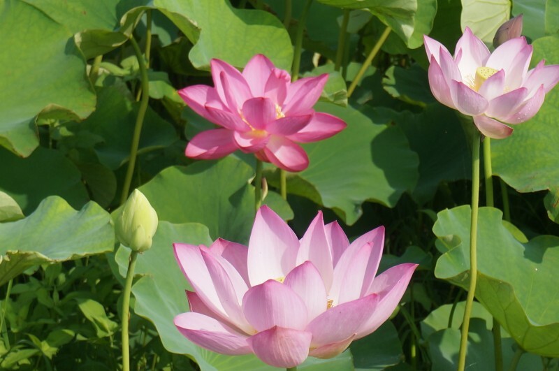 하동 사기아름마을 연꽃단지