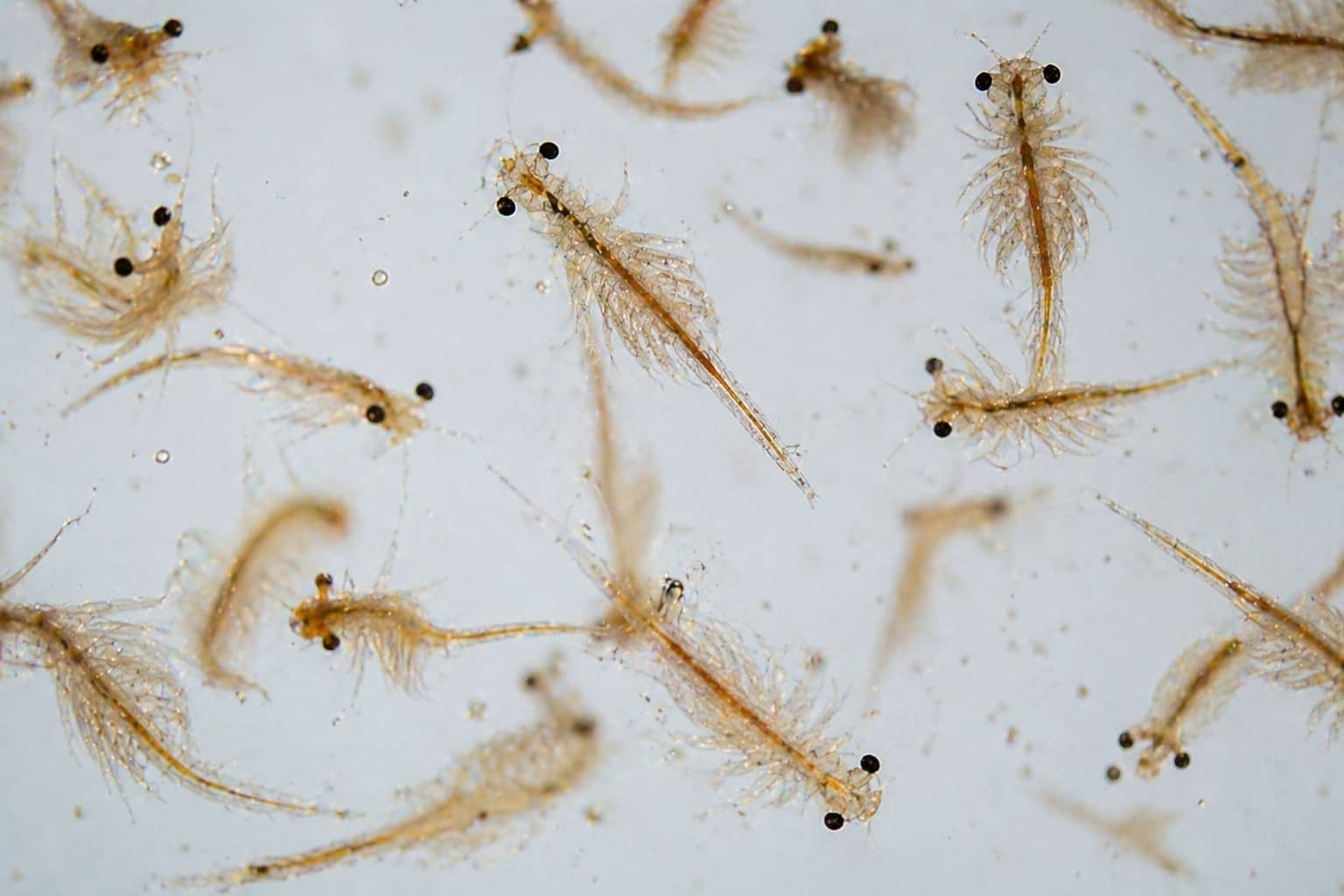 나노피시 생먹이 가이드: 브라인슈림프, 물벼룩, 마이크로웜 집에서 배양하는 법, 비용 줄이는 팁과 병 방지법