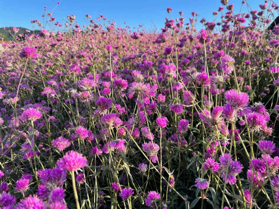 양주 나리농원 꽃 축제