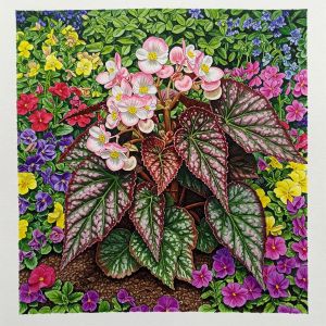 렉스베고니아 꽃