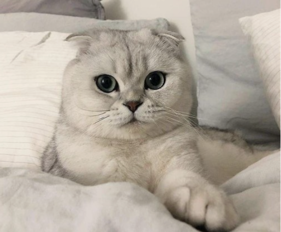 스코티시 폴드 고양이