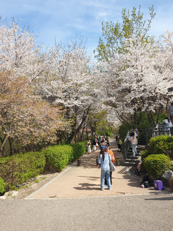 벚꽃 나무들이 양쪽에 서있고 사진을 찍는 사람들