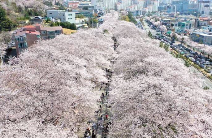 진해 군항제 축제 정보