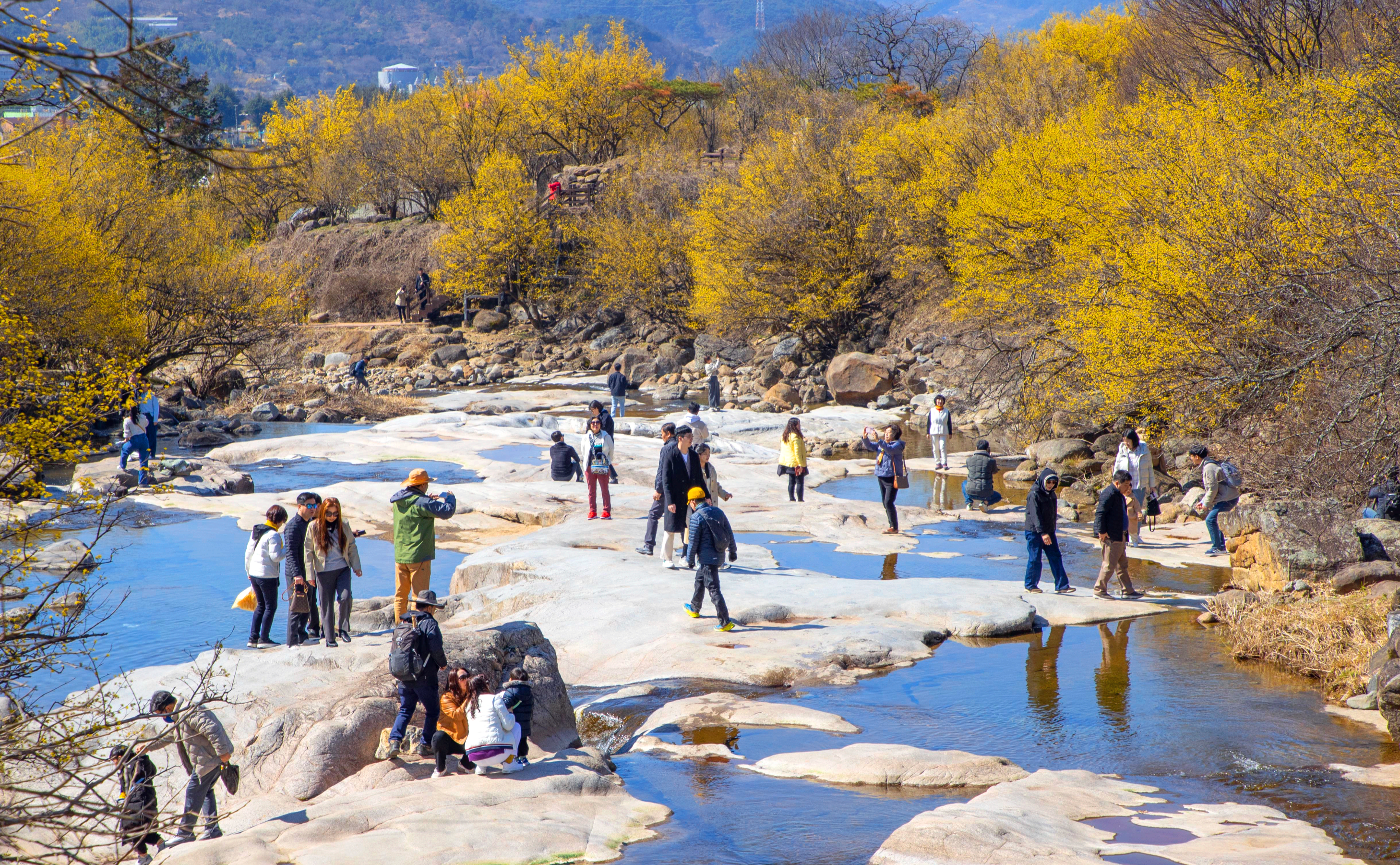 구례산수유축제