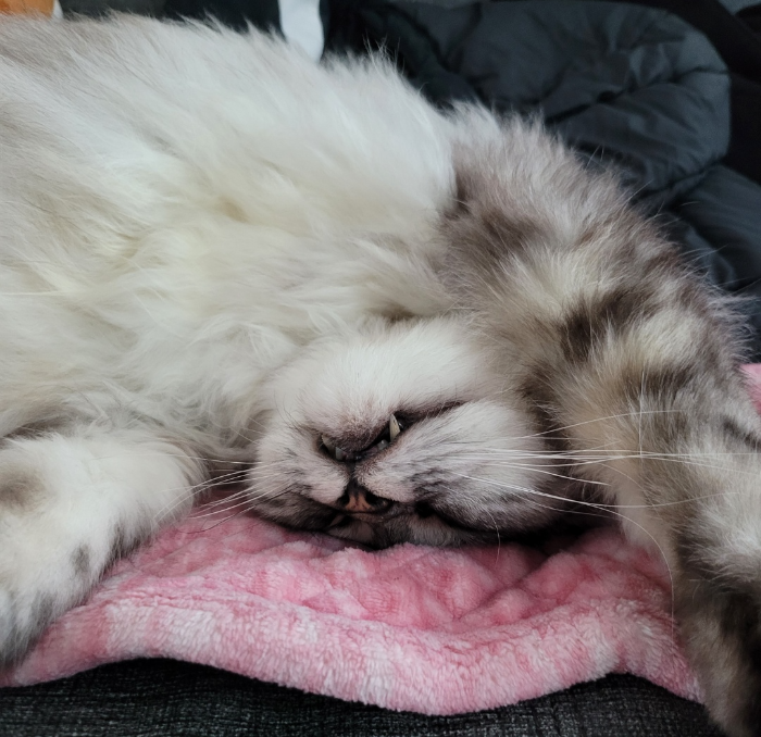 고양이 심장사상충