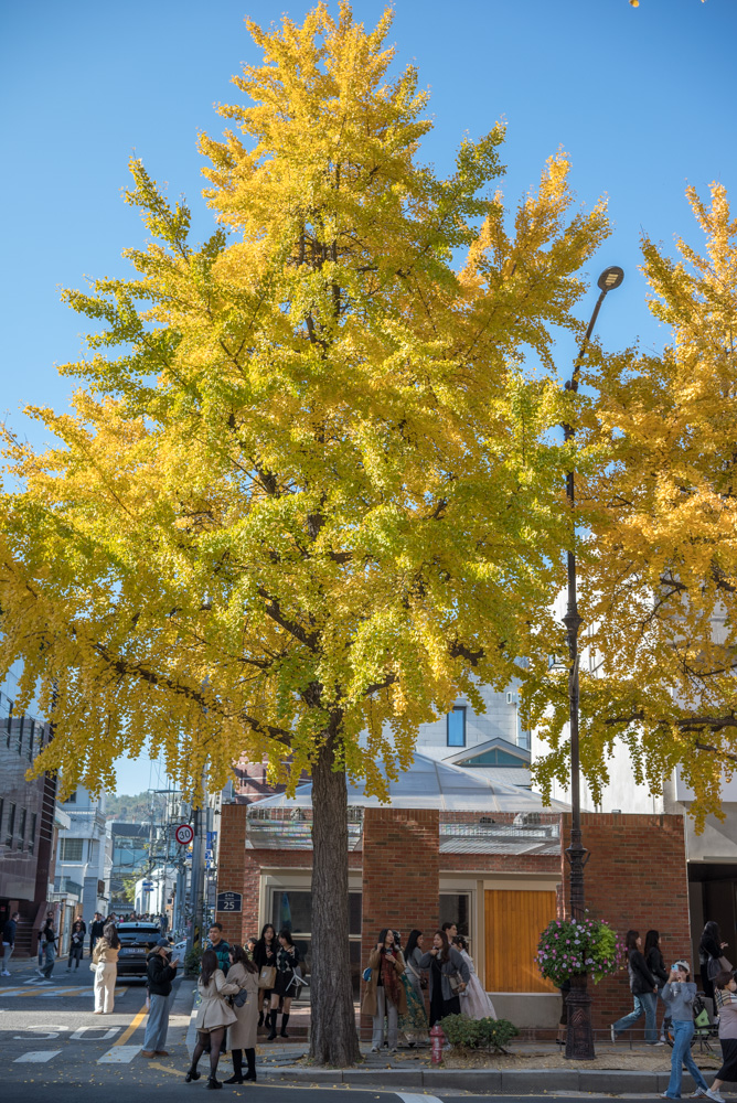 은행 단풍 맛집 경복궁 돌담길