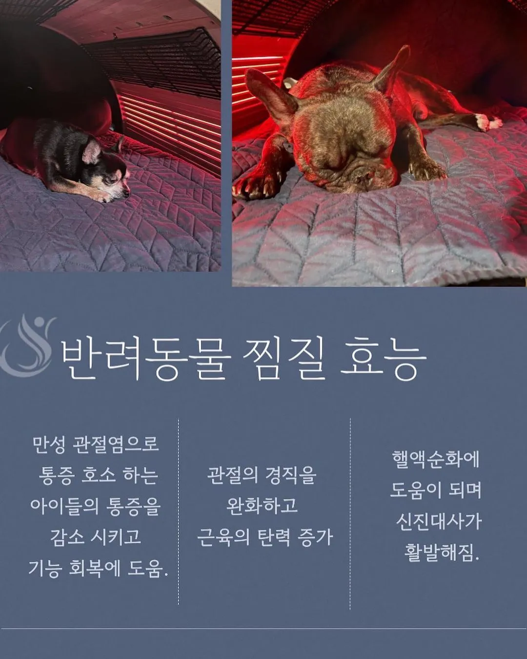 반려견 동반 가능 강아지 찜질방 이용 시간 방법 운영 위치 요금