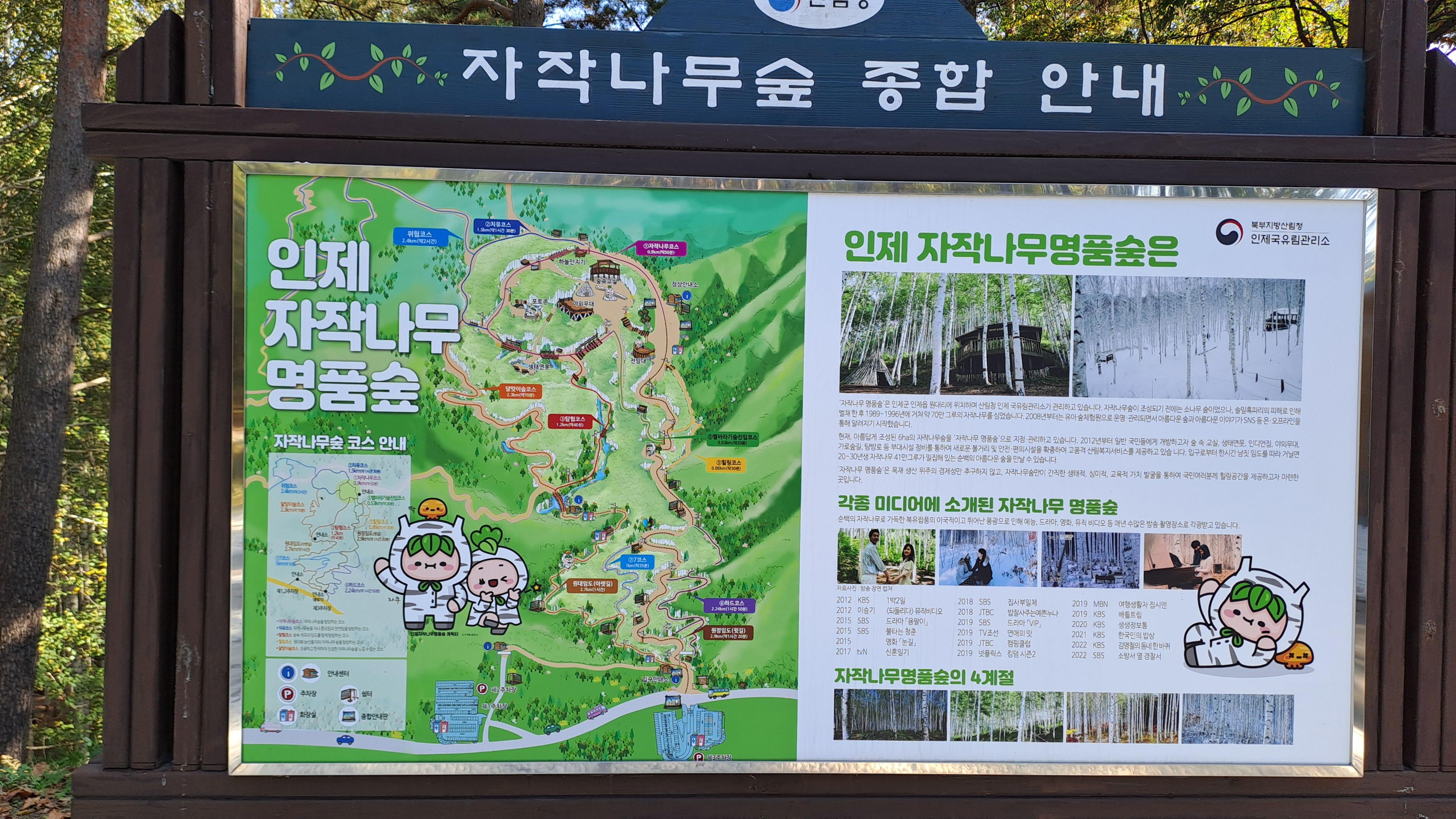 원대리 자작나무 숲 코스