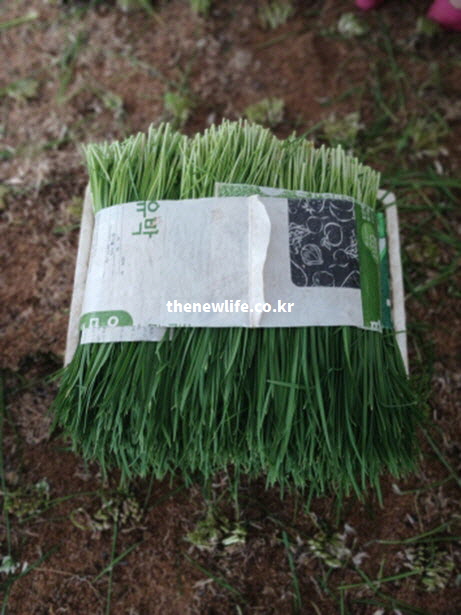 다양한 요리에 활용되어 부추 효능을 극대화할 수 있는 갓 수확한 신선한 부추 다발 실사진