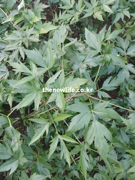 농장에서 자란 신선한 당귀잎을 가까이에서 촬영한 사진, 잎의 형태와 색감이 선명하게 보이는 실물 사진 이미지