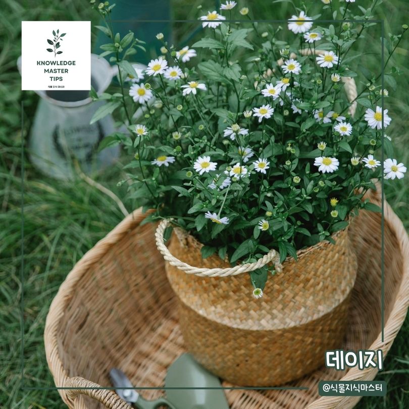 봄에 심기 좋은 꽃 - 데이지