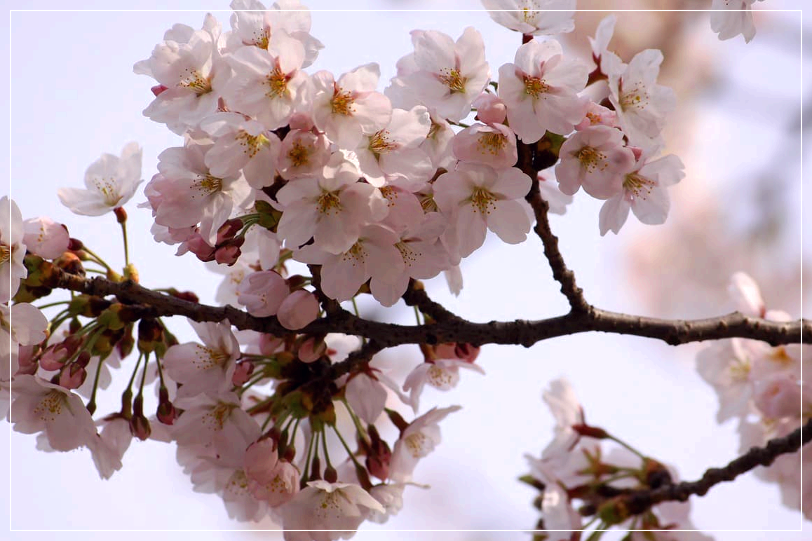 봄꽃여행지추천 4월 충청지역여행지추천