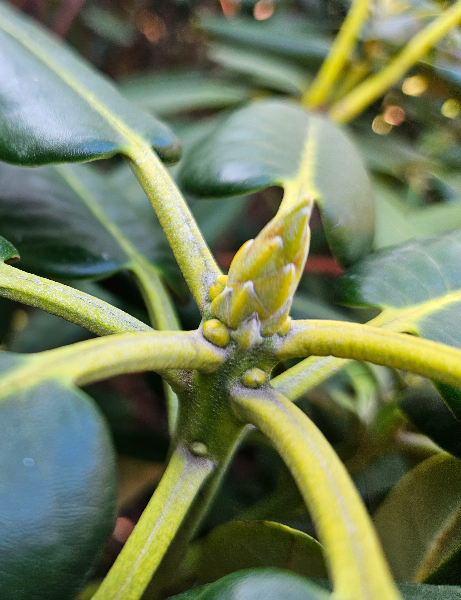 만병초 겨울눈(잎눈)