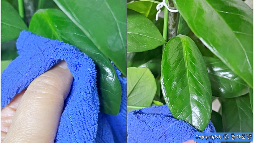 식물-먼지-닦아주기