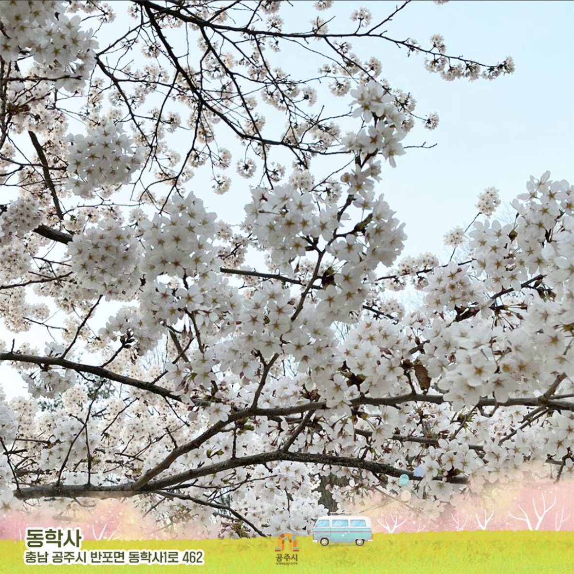 동학사 벚꽃 축제 일정