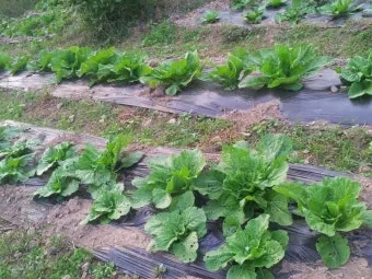 김장 배추 재배 파종 모종 웃거름 결구 수확 타이밍_11