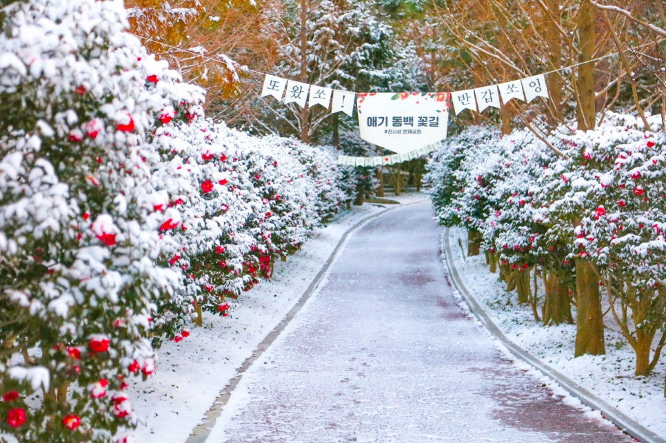 섬 겨울꽃 축제