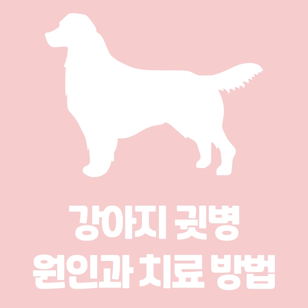 강아지 귀 관리의 중요성 귓병 원인과 치료법에 대해 알아보자