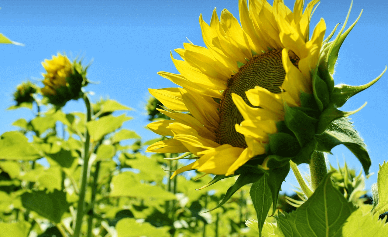 목적형 분산전략 설계 팁