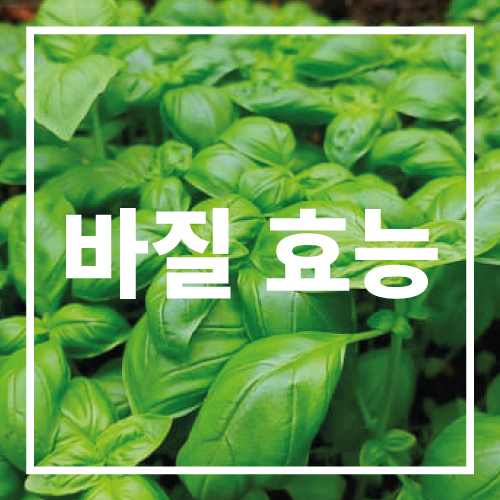바질 효능