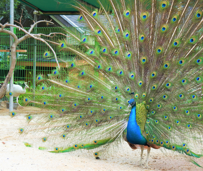 아침고요수목원 수국축제