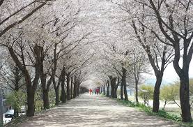 봄 커플 여행지 국내 추천 BEST 7 - 대구