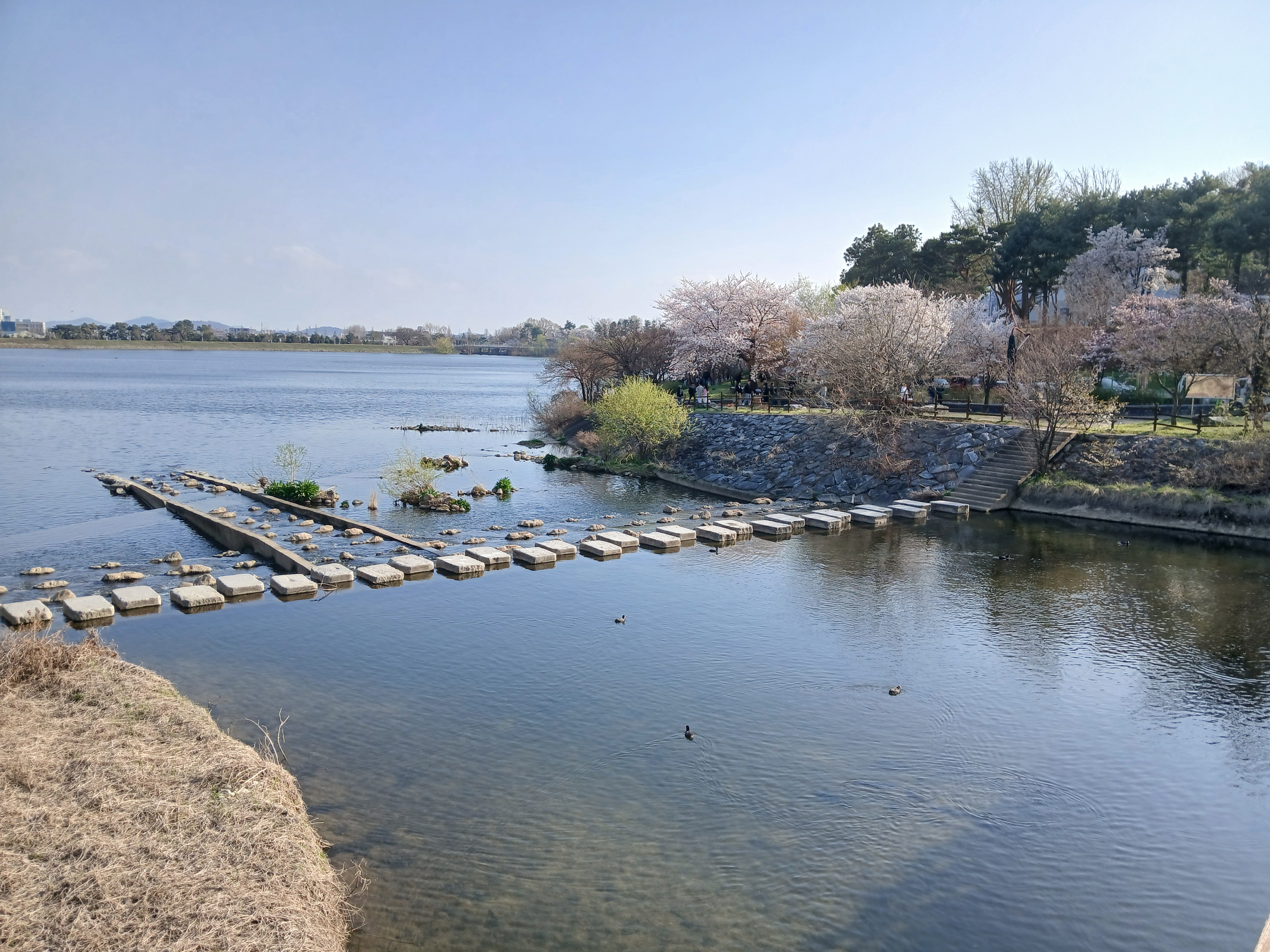 서호공원 호숫가 벚꽃