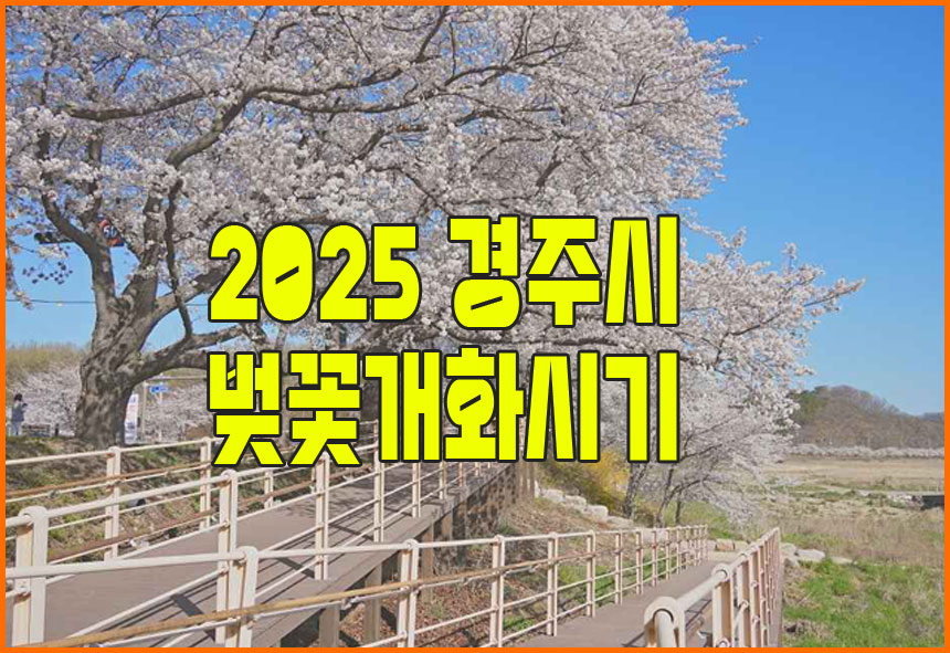경주 벚꽃 명소! 흥무로 벚꽃길 드라이브 &amp; 대중교통 가이드