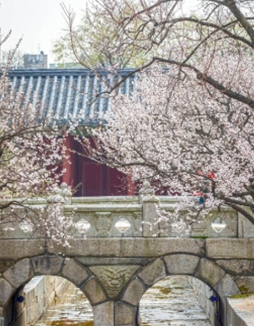 서울 벚꽃 명소 추천 베스트10 여의도 윤중로 석촌호수 서울숲 경희대학교 캠퍼스 남산공원 & 남산도서관 앞 창경궁 양재천 북서울 꿈의숲 안양천 벚꽃길 한성대입구 낙산공원