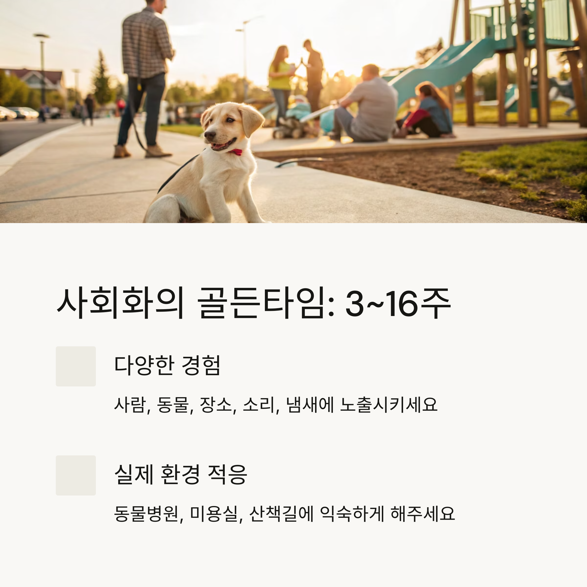 사회화의 골든타임