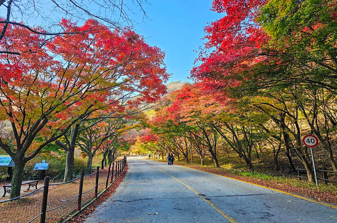 2024 내장산 단풍시기 단풍축제 단풍절정