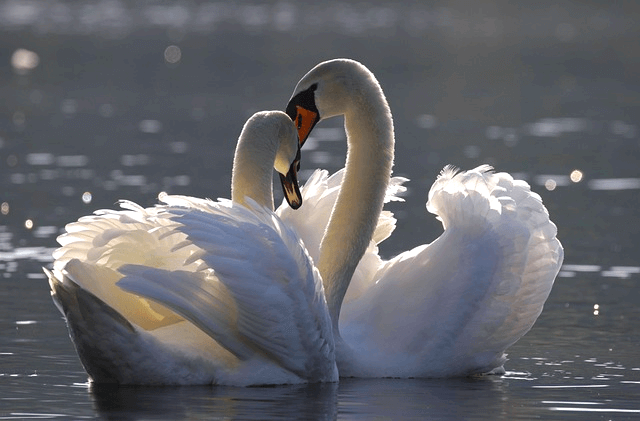 호수에 하얀 백조 커플이 머리를 맞대고 있다. 아름다운 모습이다.