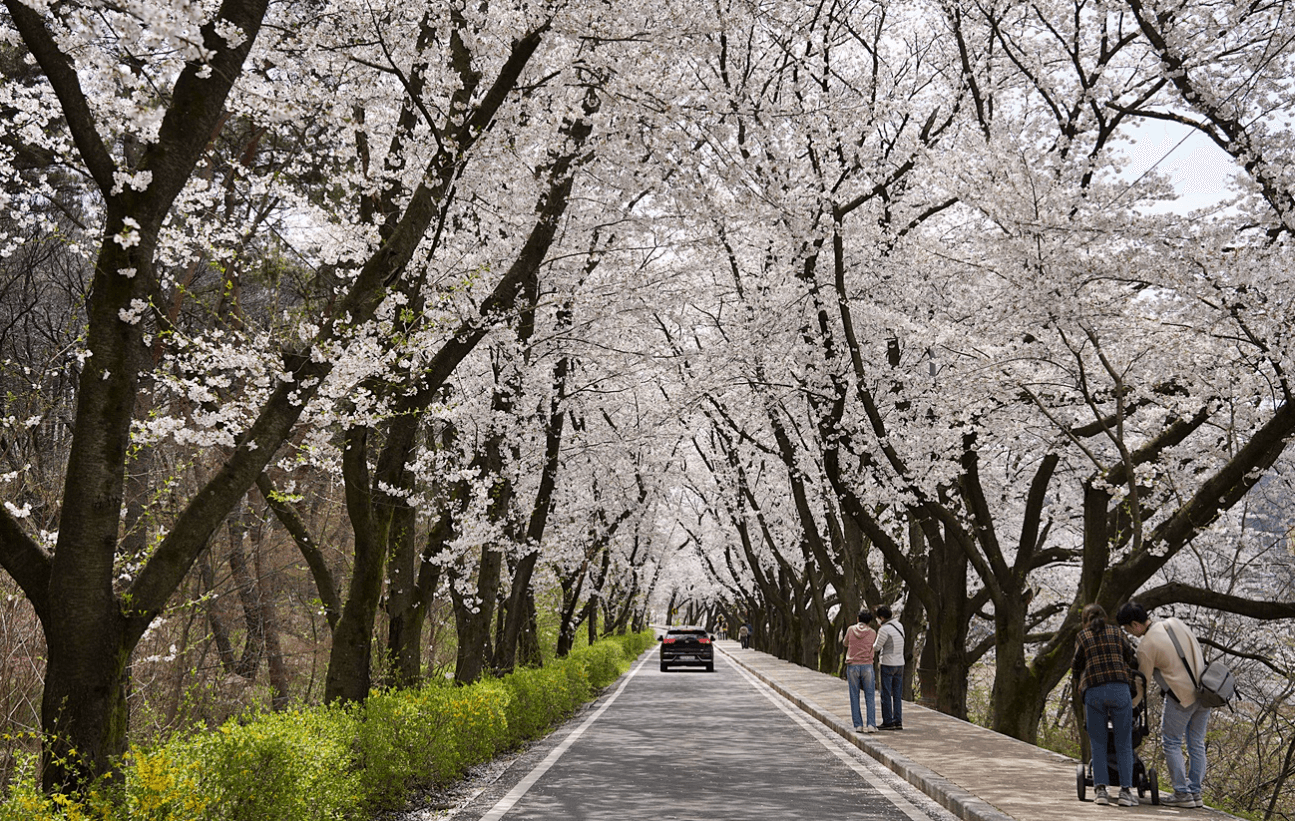 경주 벚꽃 개화시기
