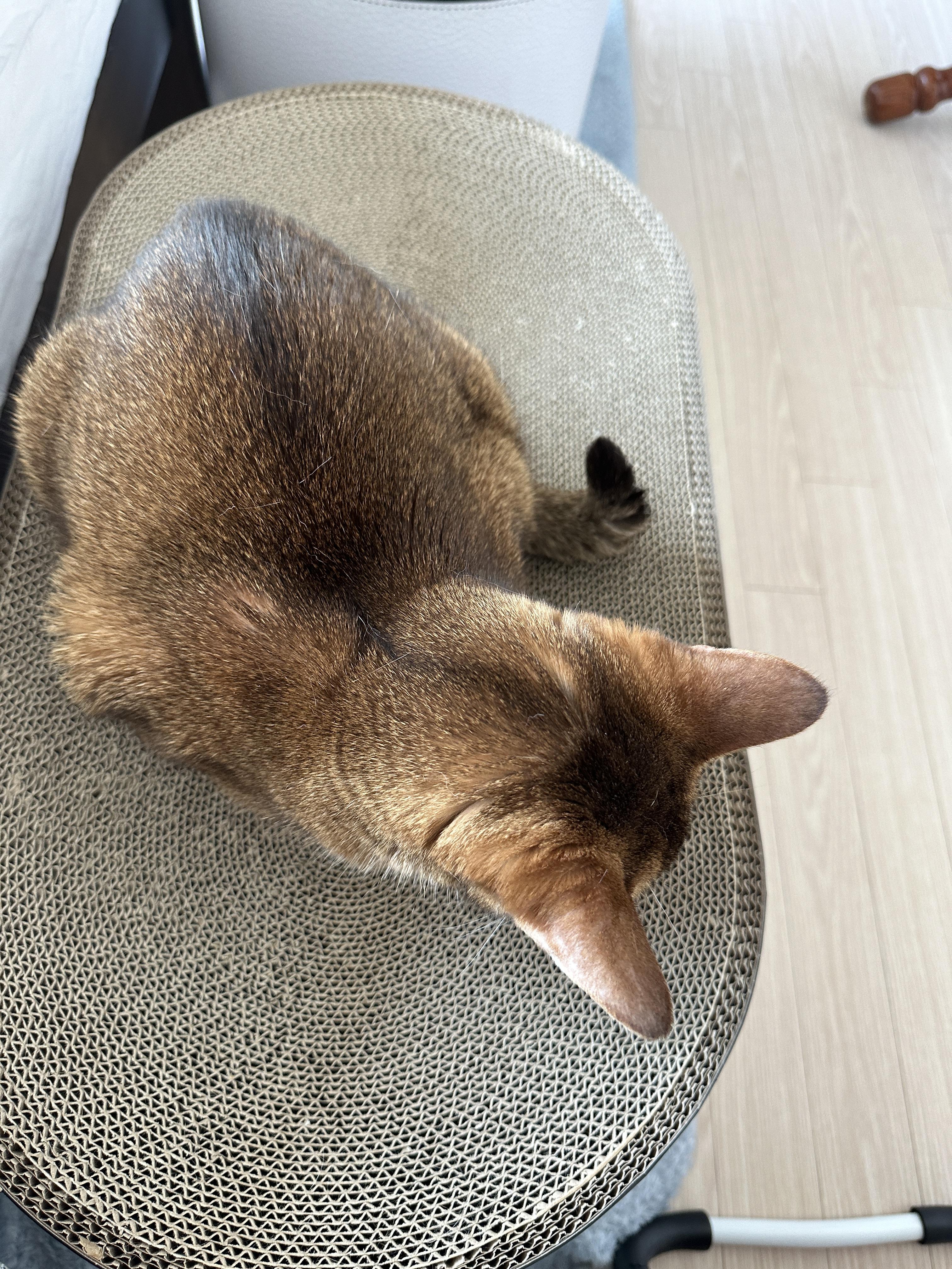 우리_집에서_제일_쪼꼬미인_루디