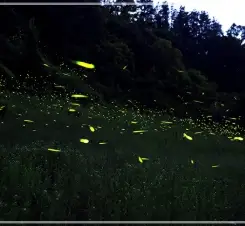 2025-무주반딧불축제-초대가수-일정-프로그램