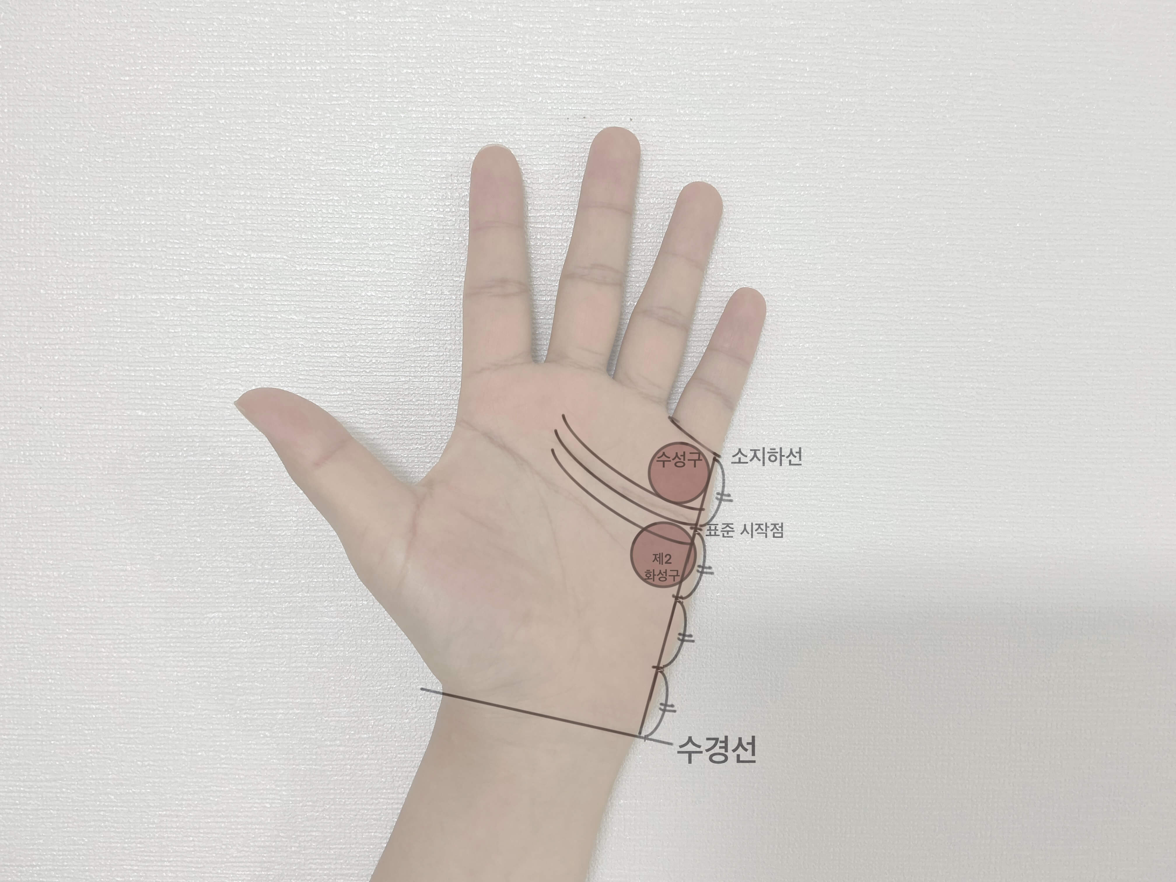 감정선 시작점