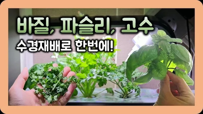 파슬리 재배 반그늘 재배 잎 따기 잦은 수확_7