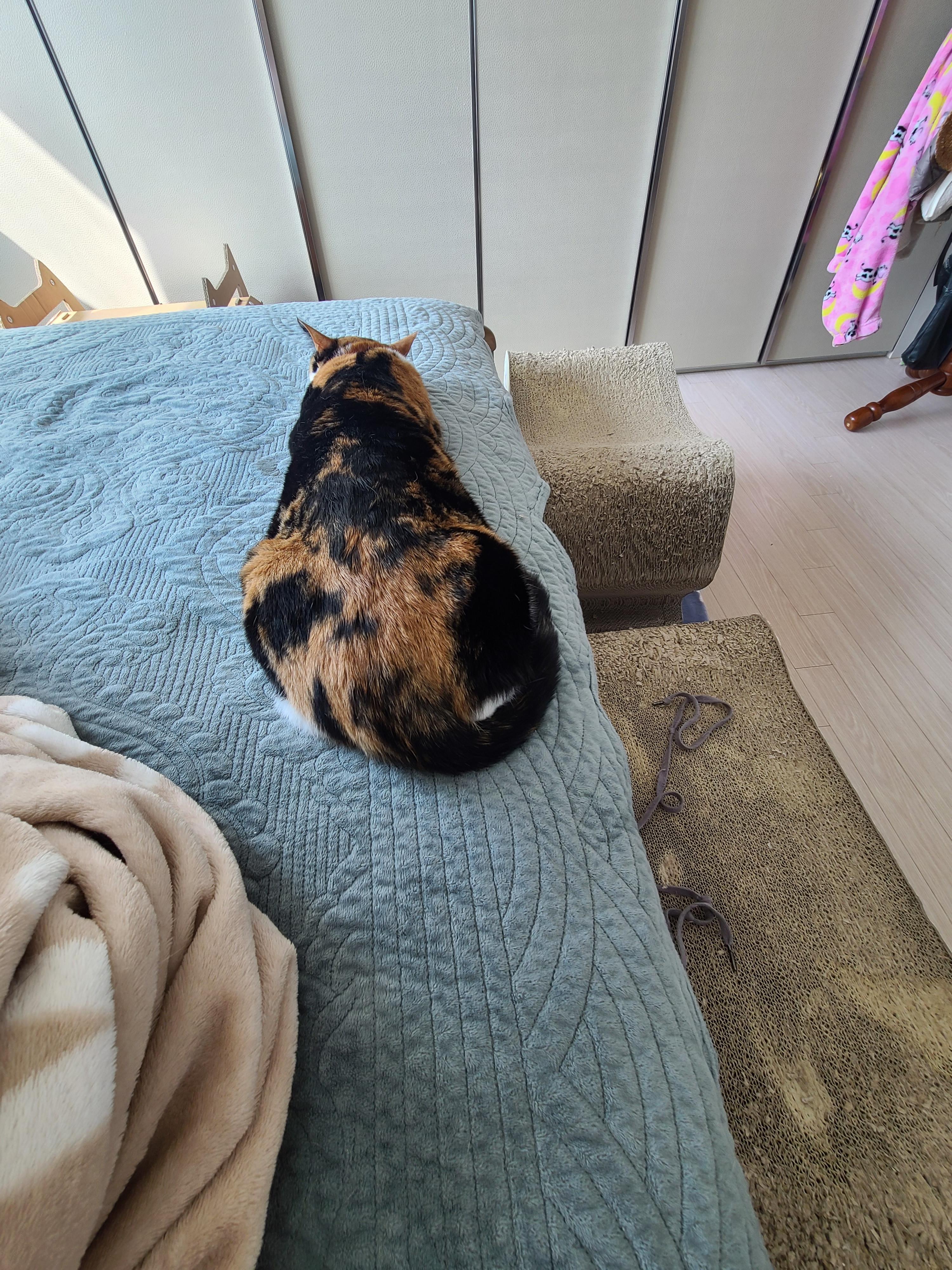 아홉마리 고양이들 사진 한장에 다 넣기. 성공! 다묘집사 소원성취!