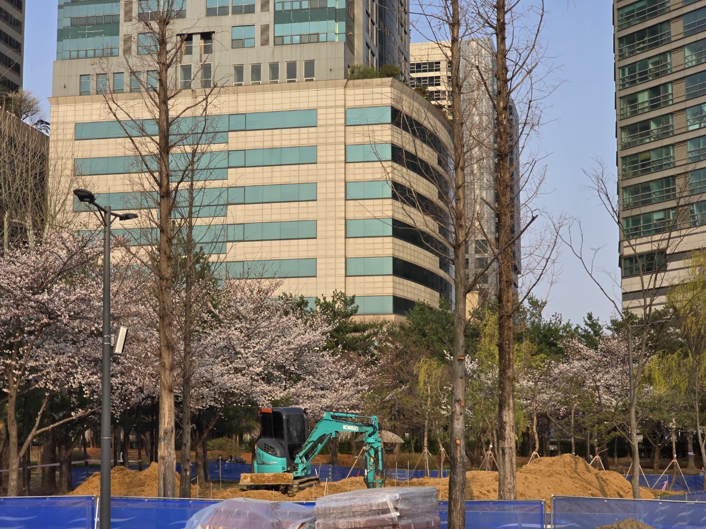보라매 공원 벚꽃 개화