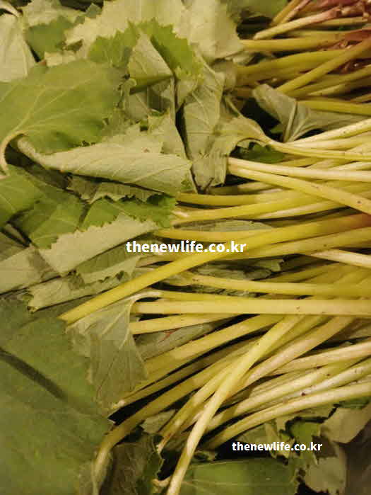 머위 효능 부작용 칼륨 함량