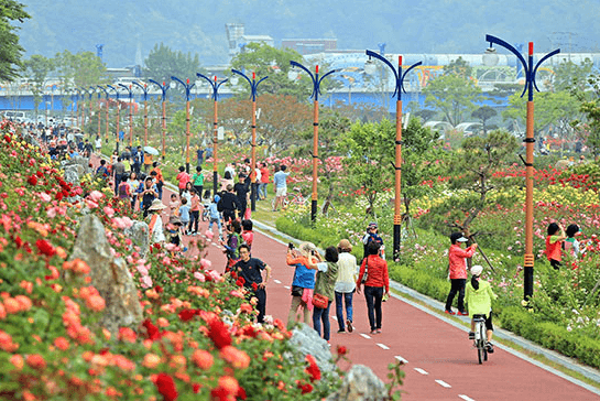 삼척장미축제-사진3