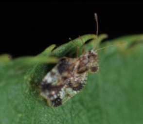 배나무방패벌레