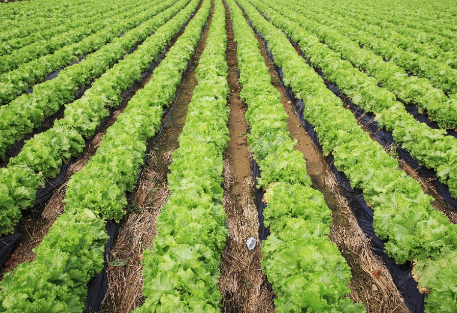 head lettuce