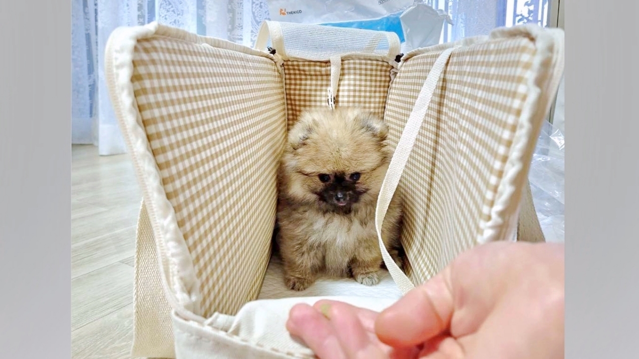 강아지가 이동 가방에 들어간 모습