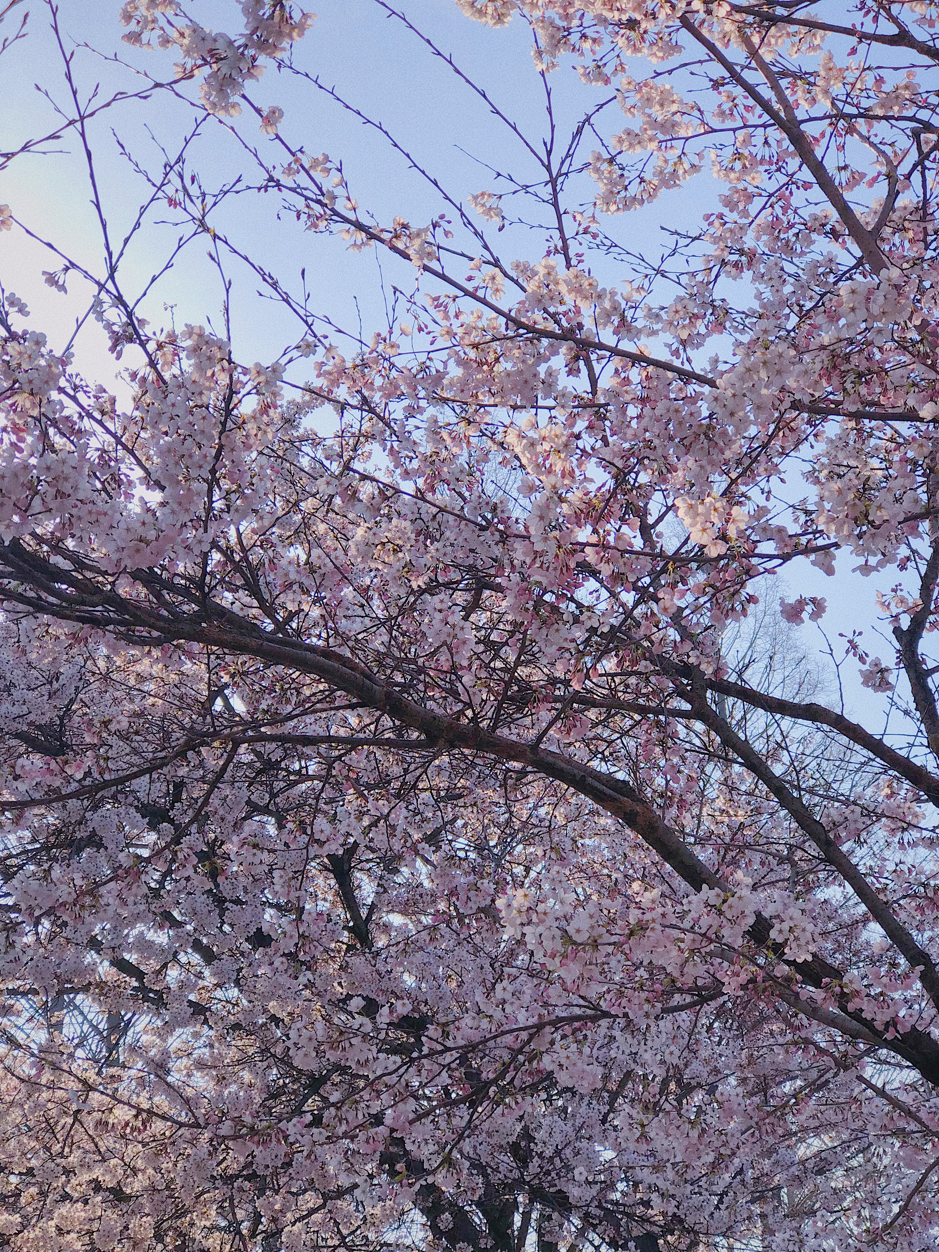 2025 벚꽃 개화시기 벚꽃데이트