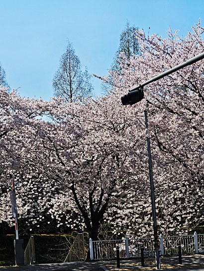 남산야외식물원 서울 도심 속 산책 명소, 남산 걷기 코스로 추천