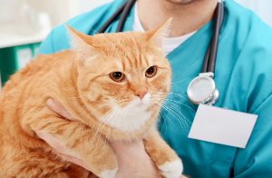 수의사에게 안기는 뚱뚱한 고양이